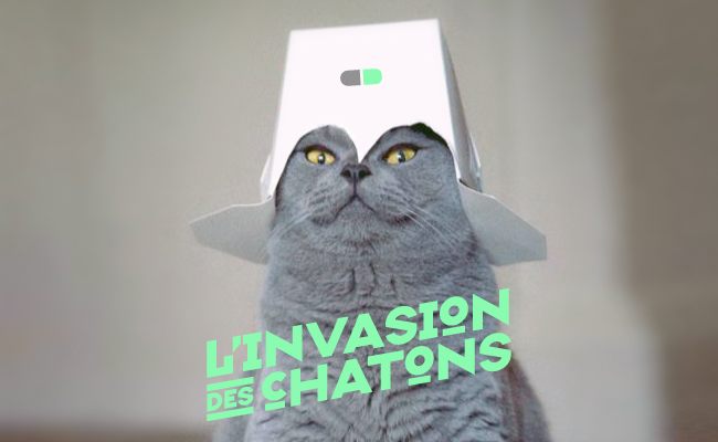 L’invasion des chatons