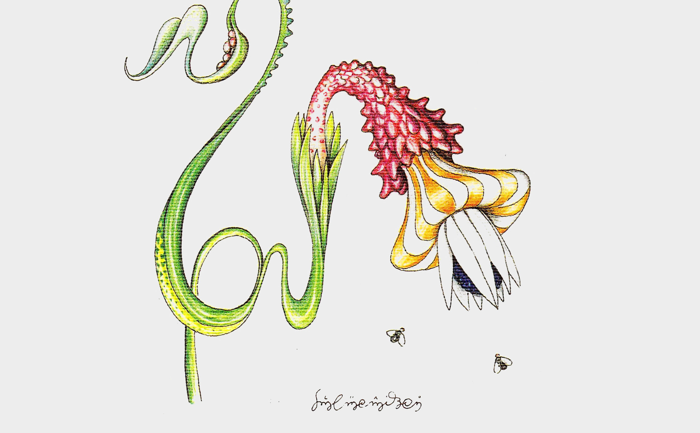 luigi serafini codex seraphinianus 