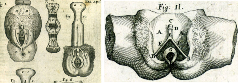 clitoris-gravures