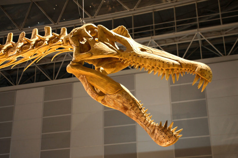 Jurassic-Park-3-Spinosaurus_skull