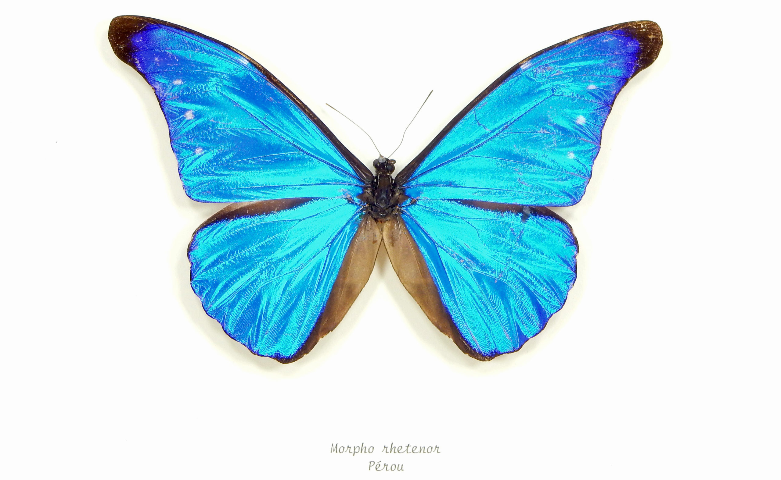 papillon-morpho