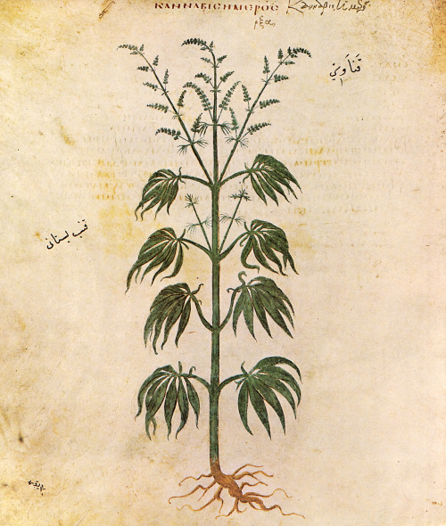 illustration-cannabis