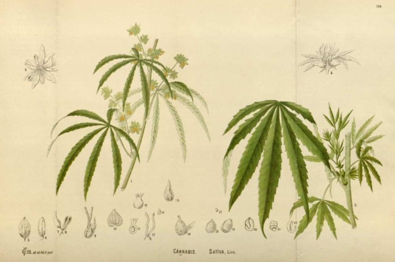 cannabis-chanvre